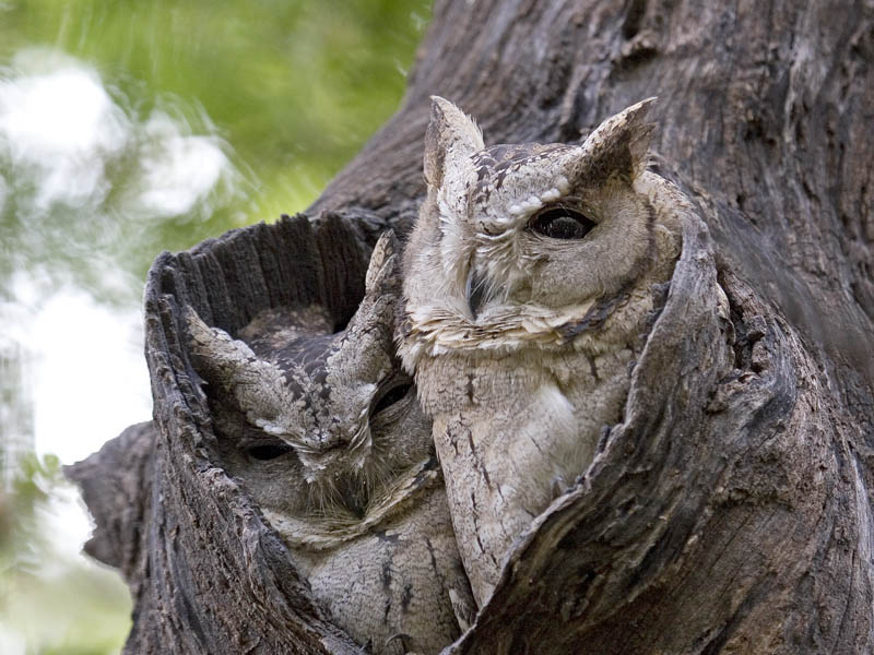 collared scops owl