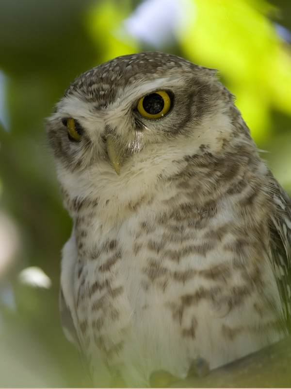 spotted owlet