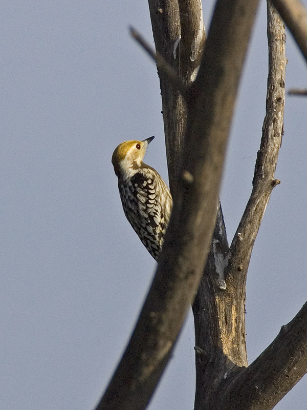 yellow-crowned woodpecker
