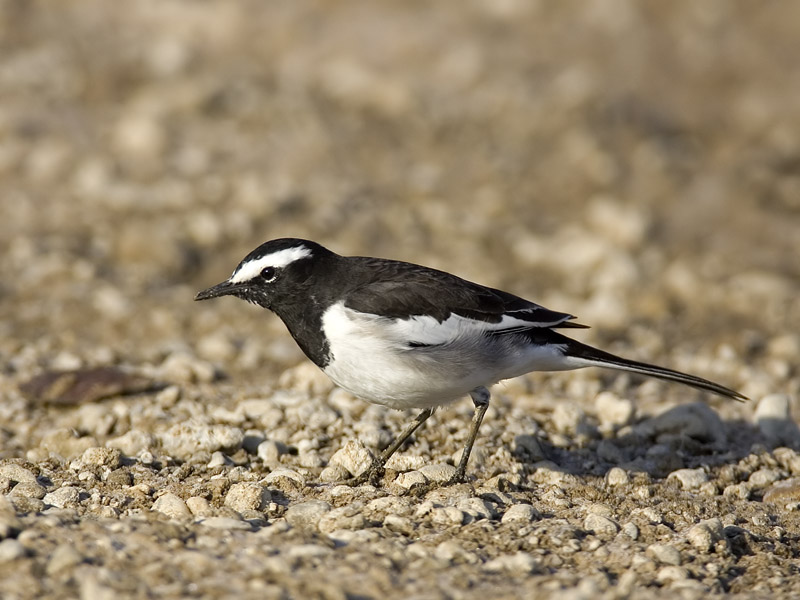 large pied wagtail