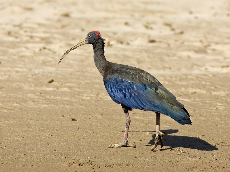 red-naped ibis <br> Pseudibis papillosa