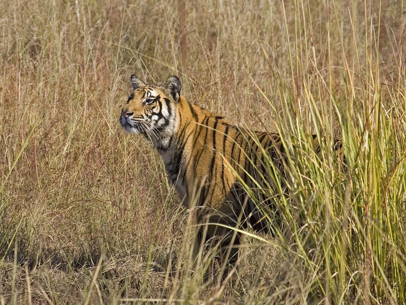 INDIA TIGERS