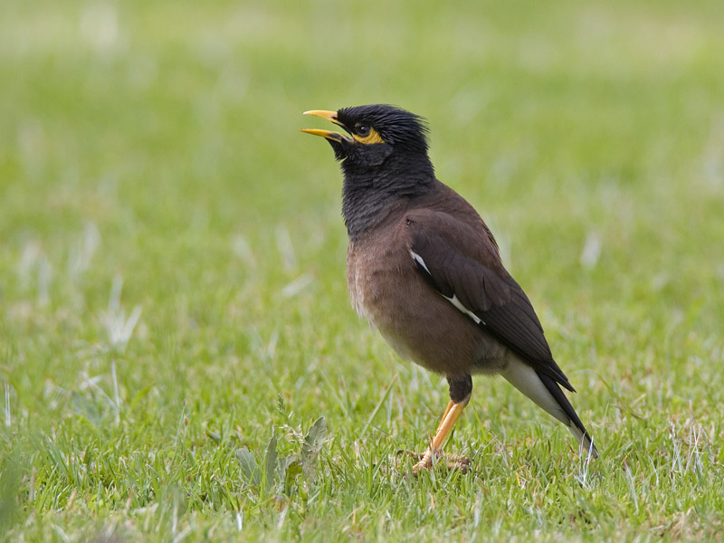 common indian myna