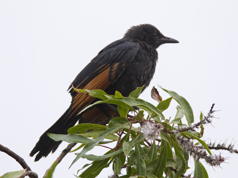 red-winged starling