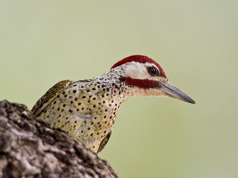 bennetts woodpecker