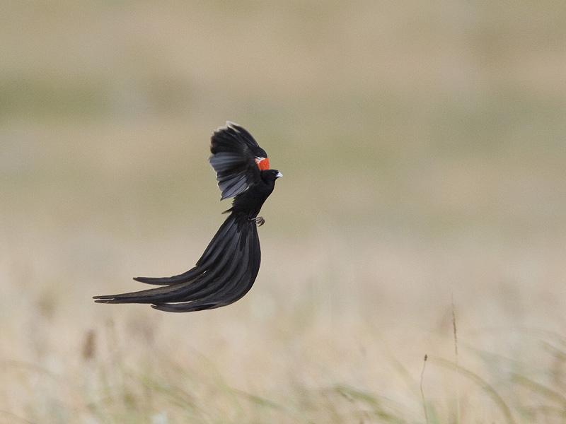 long-tailed widowbird
