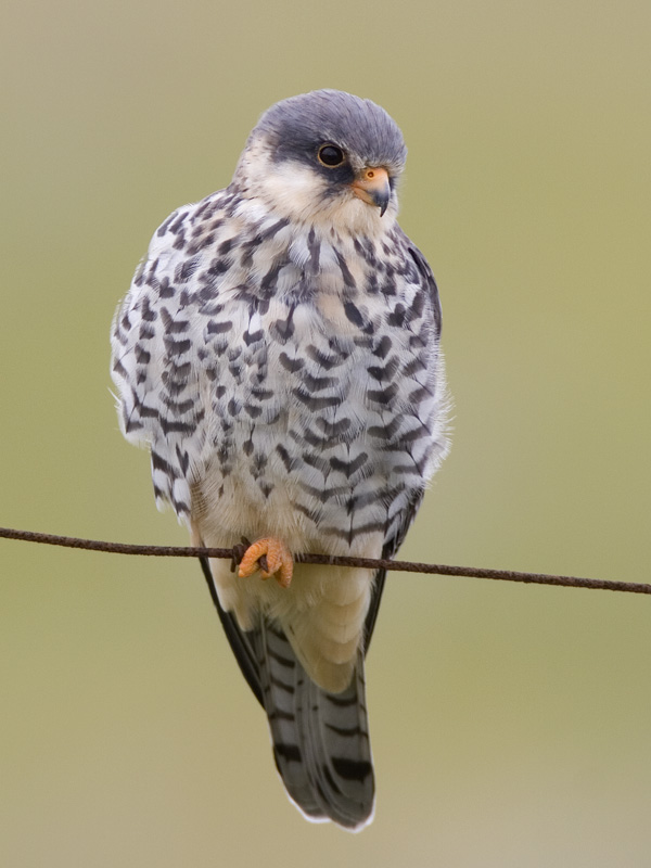 amur eastern red-footed falcon
