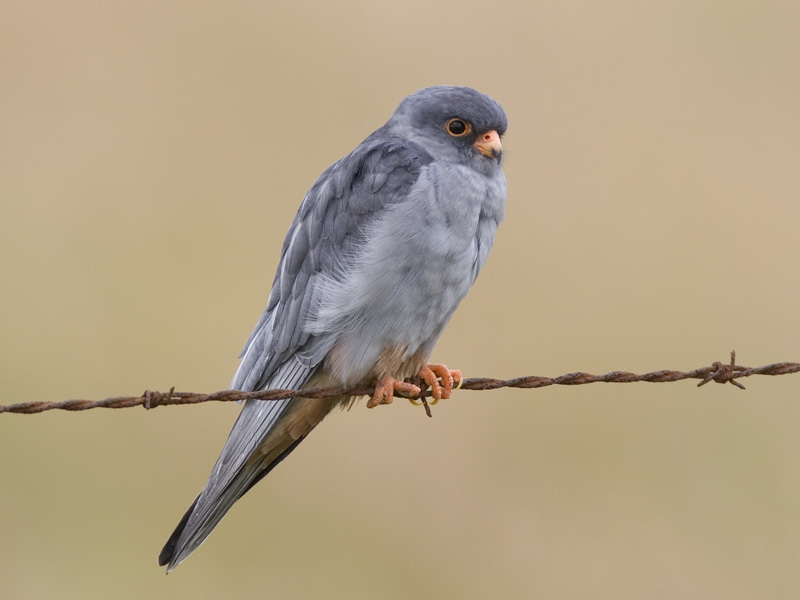 amur eastern red-footed falcon