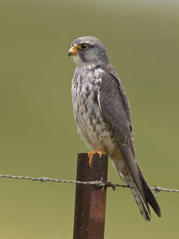amur southern red-footed falcon