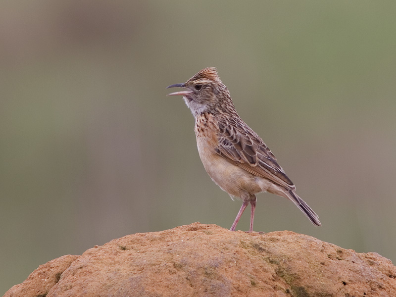 rufous-naped lark