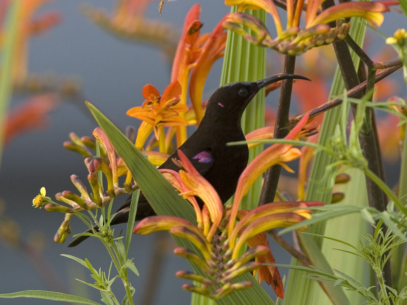 african black (amathyst) sunbird (m)