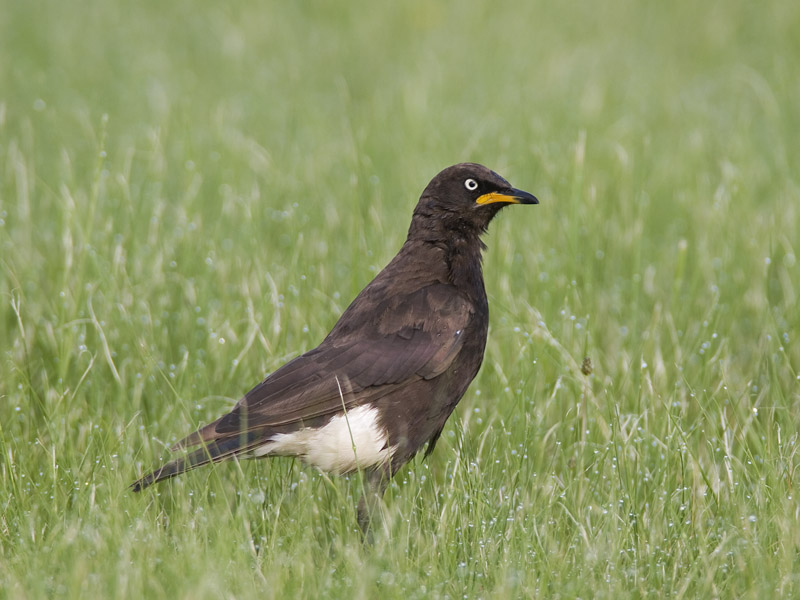 pied starling