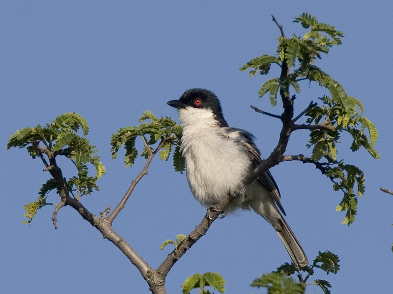 black-backed puffback