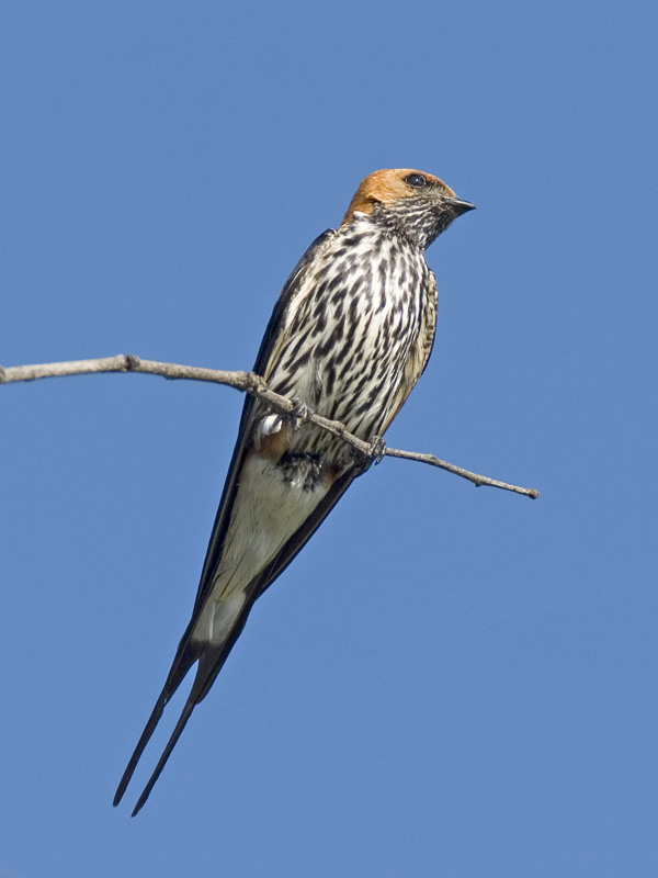 lesser striped swallow
