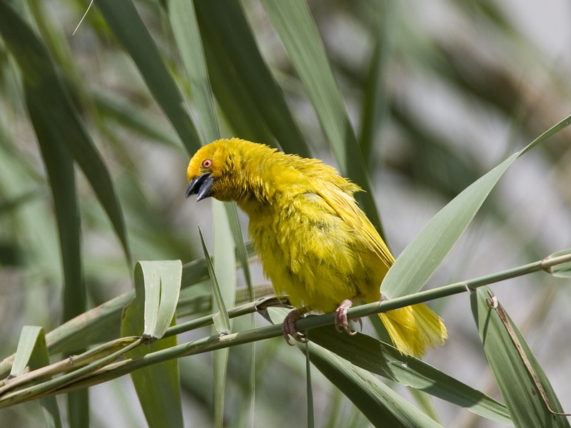 yellow weaver