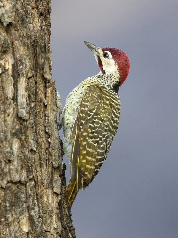 golden-tailed woodpecker
