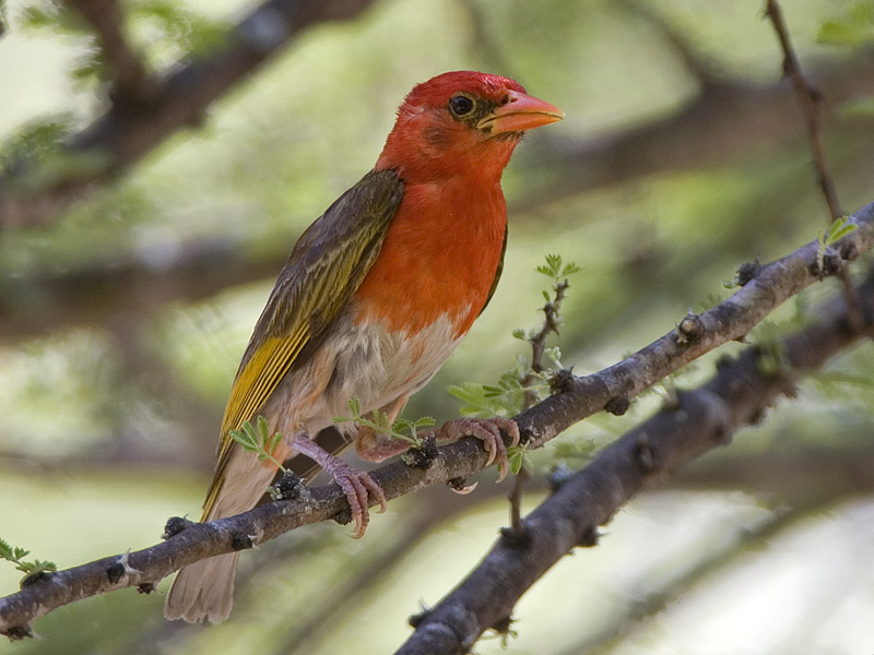 red-headed weaver