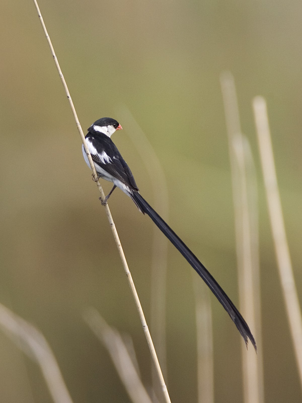 pin-tailed whydah