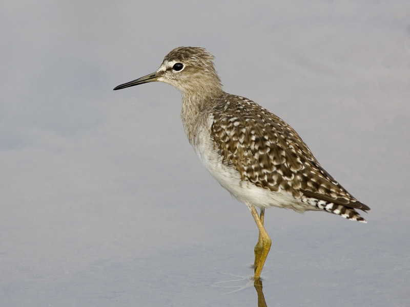 wood sandpiper