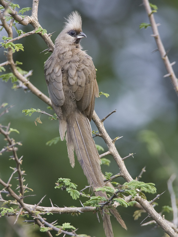 speckled mousebird