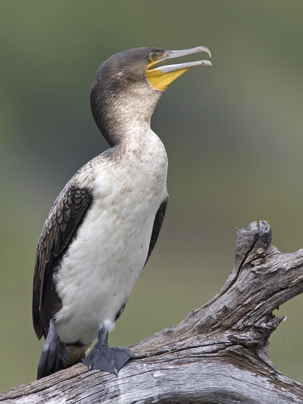 white-breasted cormorant