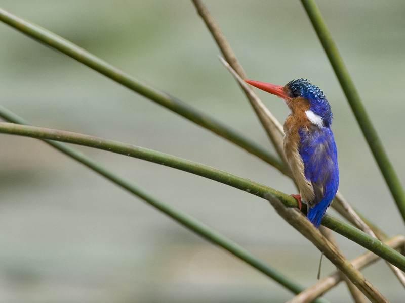 malachite kingfisher