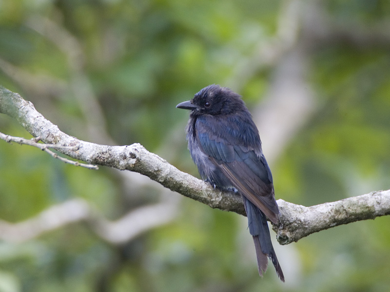 forked-tailed drongo