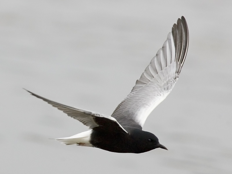 white-winged tern