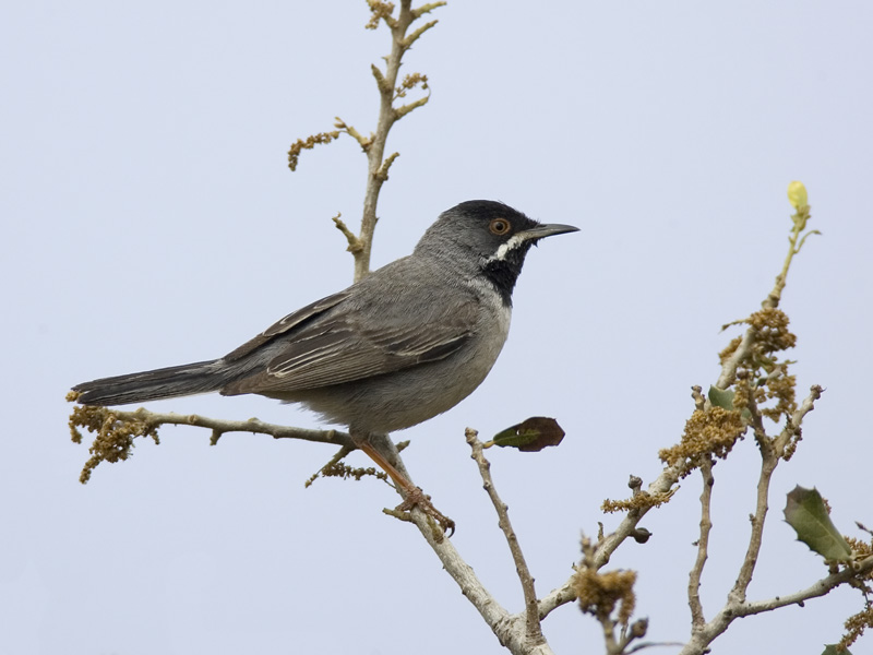 rppell's warbler