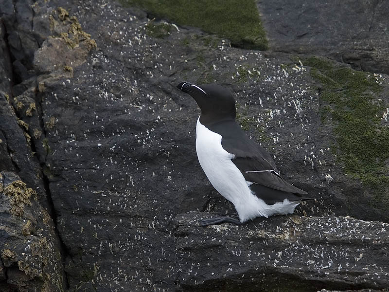 razorbill