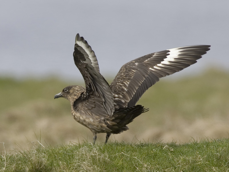 great skua