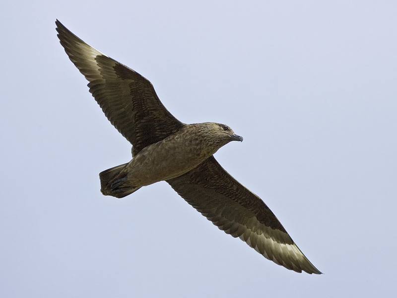 great skua