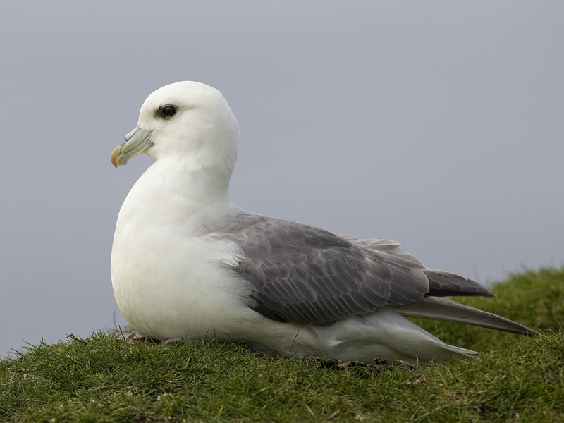 fulmar