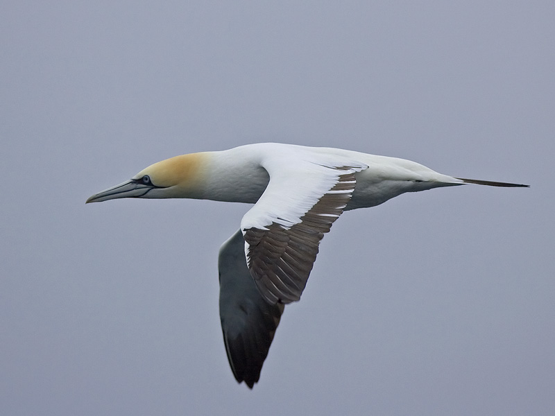 gannet