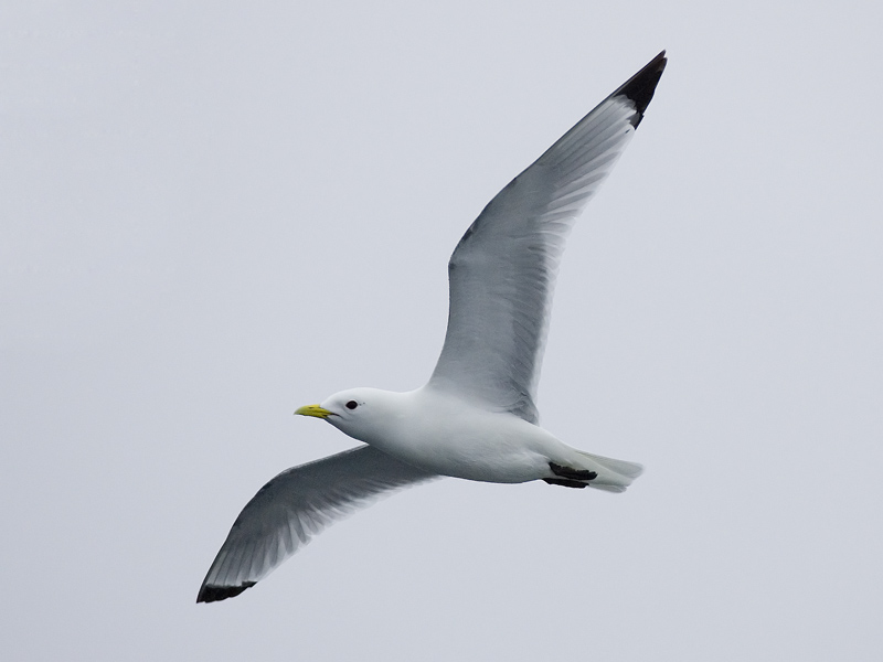 kittiwake