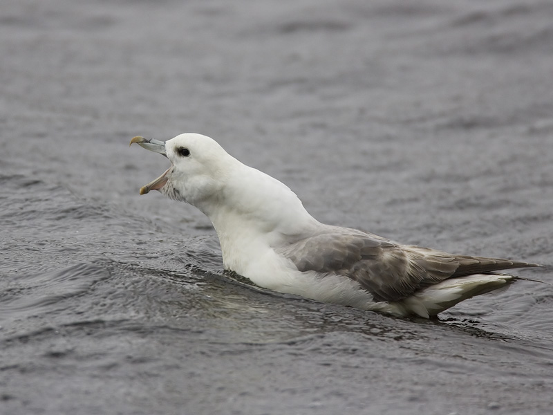 fulmar