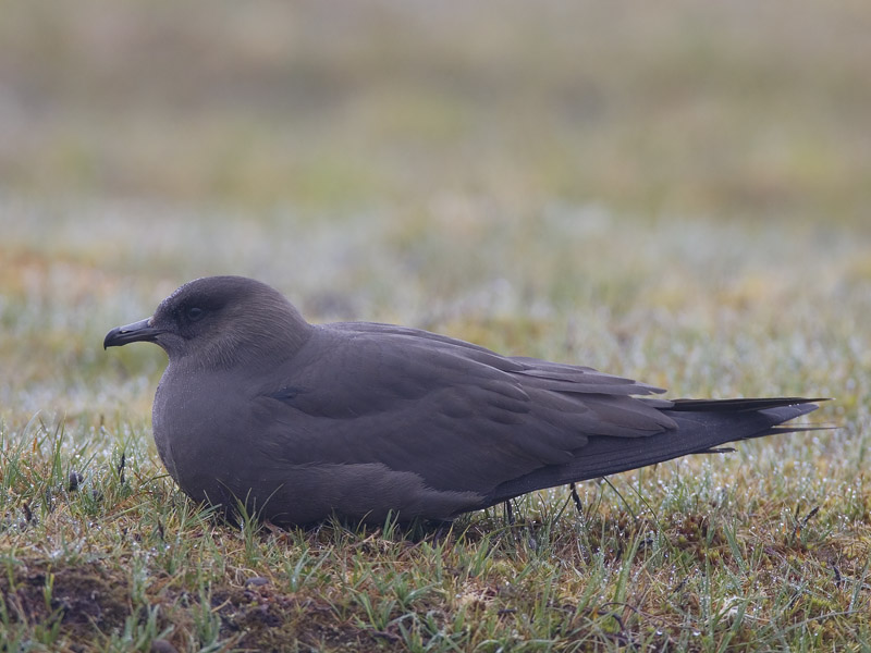 arctic skua