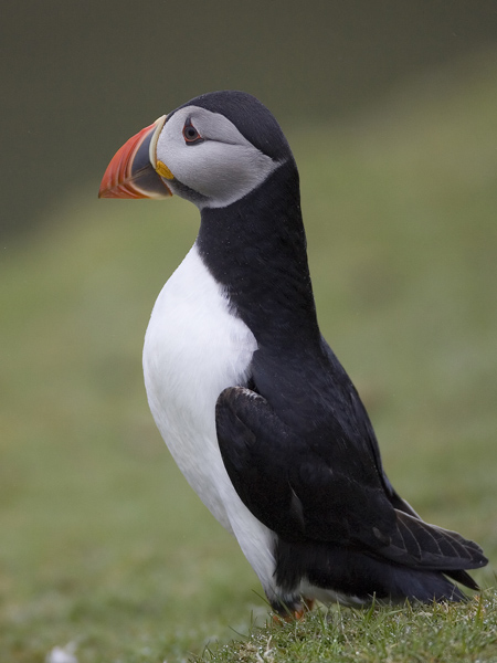 puffin