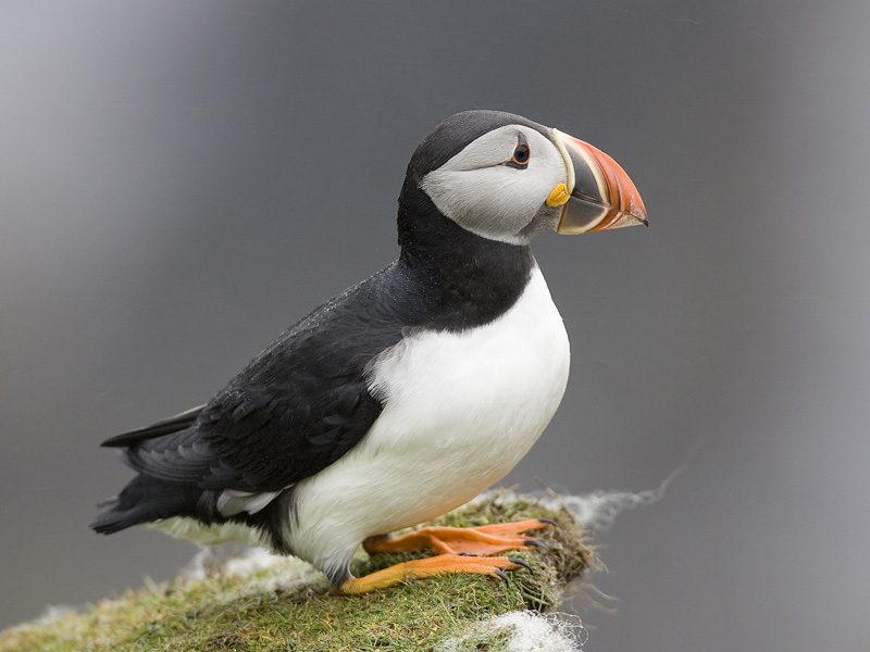 puffin