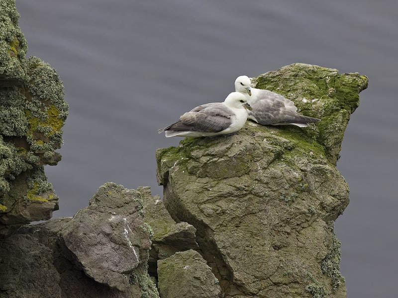 fulmar