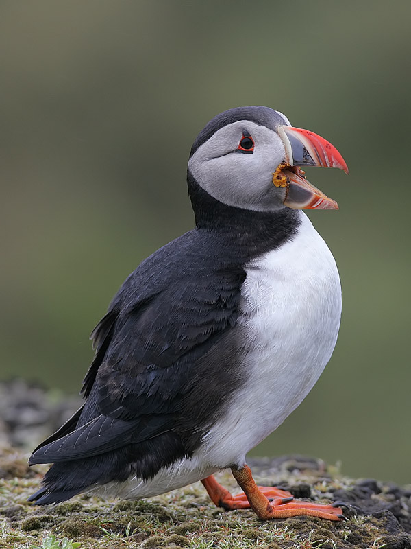 puffin