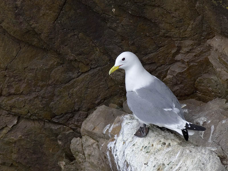 kittiwake