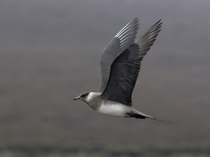 arctic skua