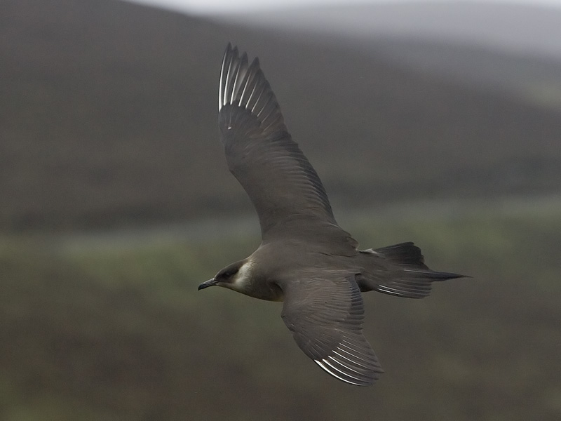 arctic skua