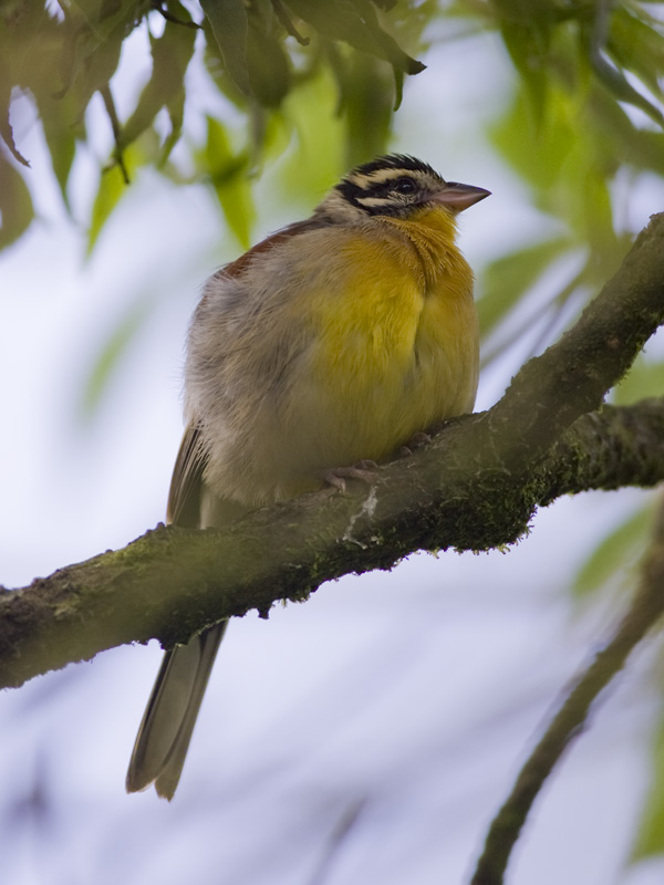 african golden-breasted bunting <br> Emberiza flaviventris