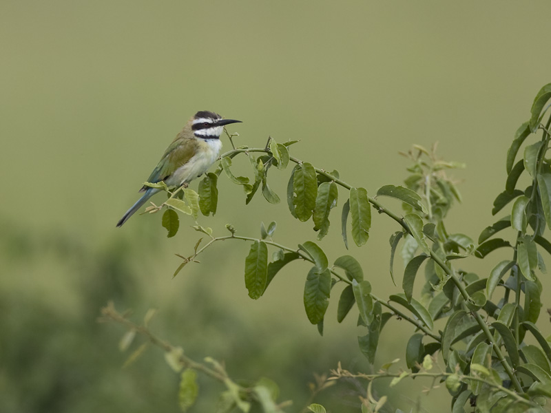 white-throated bee-eater
