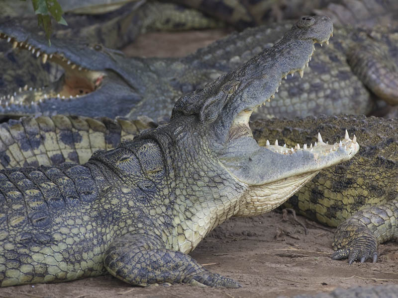nile crocodile  Crocodylus niloticus