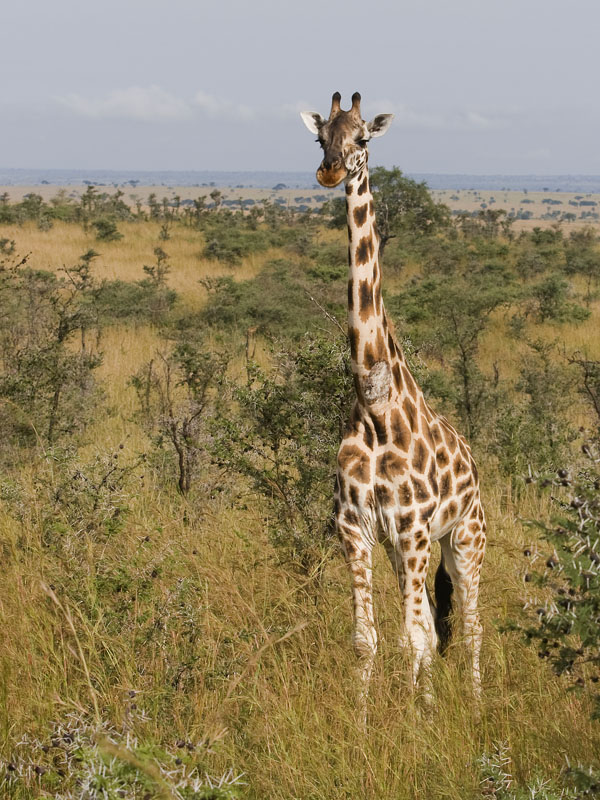 Rothschild's giraffe  Giraffa camelopardalis rothschildi