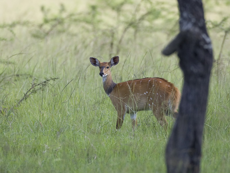 bushbuck  Tragelaphus scriptus