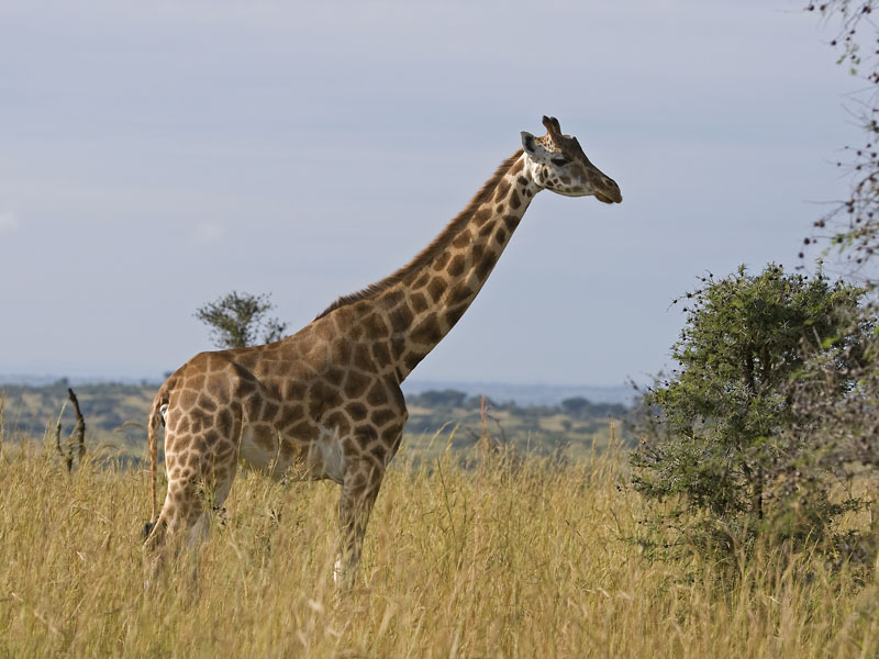 Rothschild's giraffe  Giraffa camelopardalis rothschildi